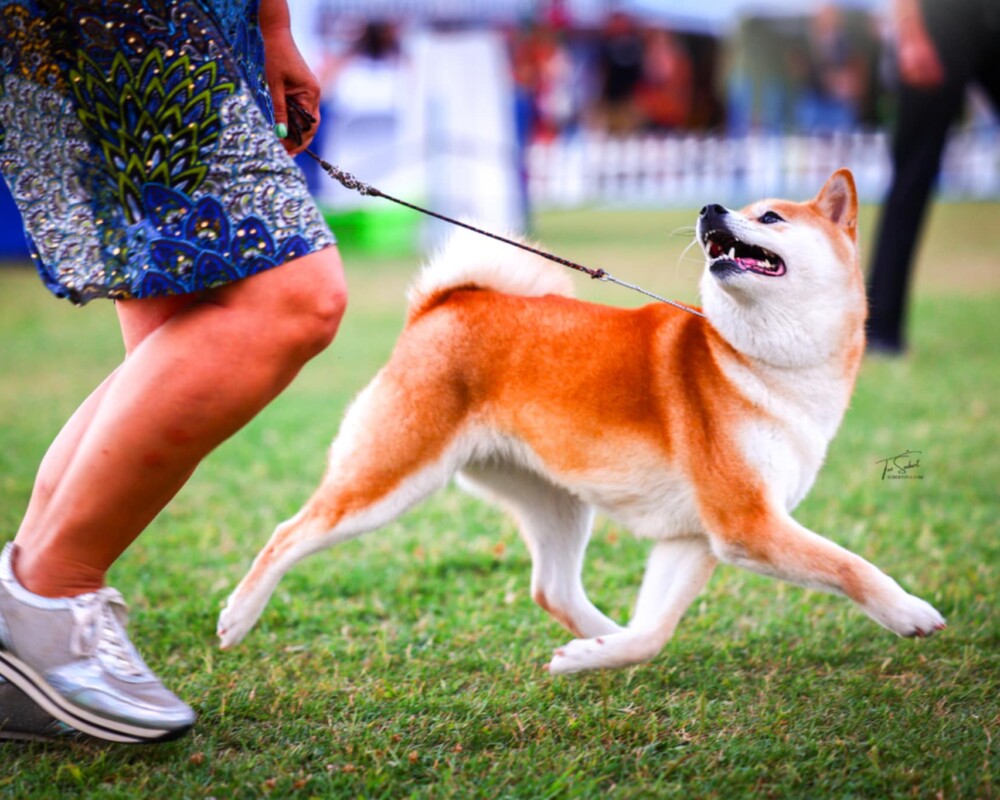 952681a0-083f-48e6-9b39-0719064ee5e7