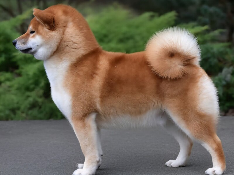 Messenger_creation_93110EA2-688F-4243-B06D-FA26ED30BC94(1)(1)(1)(1)(1)(1)