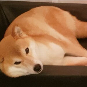 11d8d90c-4ee1-424d-8368-6e133a92d27e