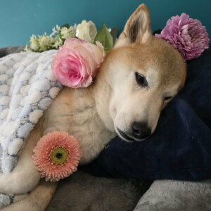 2e931fa6-47a7-44da-aa90-676f842b27ef